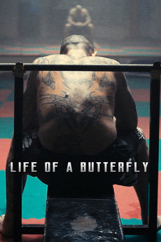 4312 life of a butterfly